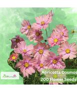 200 Apricotta Cosmos Seeds – Soft Apricot Pink Blooms – Cut Flower - $16.27 CAD
