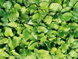 CLK Culinary Spearmint {Mentha spicata} 200+ seeds - $4.12 CAD