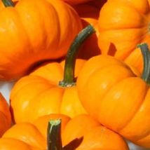 LimaJa Jack Be Little Pumpkin 5 Seeds | NON-GMO | Heirloom | Fresh Garden - £2.21 GBP