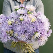 KKG 25 Aster Hazaster Hagan Light Blue Seeds Fresh Garden - $7.89