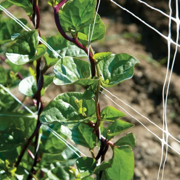 75 Red Stem Malabar Spinach Basella Alba &quot;&quot;Rubra&quot;&quot; Non Gmo Usa Fresh Garden - $10.58