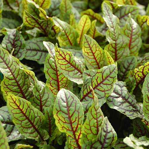 MBK Red Veined Sorrel Seeds 250 Seeds Heirloom Non-Gmo 1162 Fresh Garden - $8.79