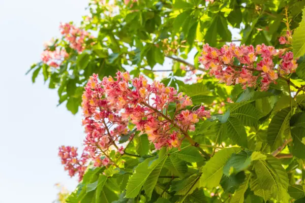 20 East Indian Almond Tree Terminalia Myriocarpa Hollock Yellow Pink Flower Seed - £9.43 GBP