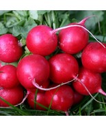 1000 Seeds Radish Seed Cherry Belle Red Radishes - £20.76 GBP