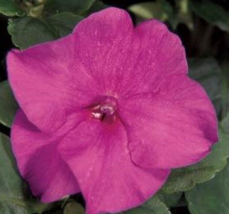 50 Pc Seeds Accent Premium Lilac Impatiens Flower, Impatiens Seeds | RK - £16.88 GBP