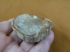 R805-14) genuine fossil Petrified Wood slice specimen Madagascar organic... - £11.91 GBP