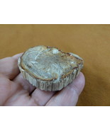 R805-14) genuine fossil Petrified Wood slice specimen Madagascar organic... - $14.95