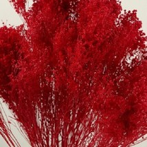 New Fresh Seeds 15 Red Creeping Babys Breath Seeds - $9.98