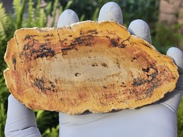 Petrified Wood Stone Decorative Crystal Slice (M05) - $417.63 MXN