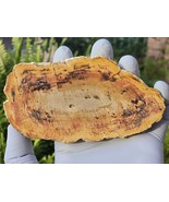Petrified Wood Stone Decorative Crystal Slice (M05) - $32.01 CAD