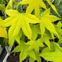 Liquidambar Styraciflua Naree Sweet Gum Tree Live Plant 12 Inch Tall 1 Y... - $74.50