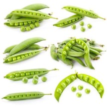 50 Sweet Pea Seeds Pisum Organic Vegetable Seed Heirloom - $79.86 MXN