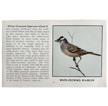 White Crowned Sparrow Bird Print 1931 Blue Book Birds Of America Art PCB... - £15.97 GBP