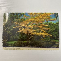 Silver Trumpet Tree, Florida From Original Color Photo Postcard - $1.56