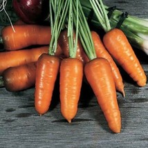 Aws Royal Chantenay Carrot Seeds Non Gmo Seeds - £5.85 GBP