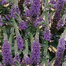 US Seller 100 Purple Veronica Seeds Speedwell Royal Candle Flower Flowers Fresh  - £7.13 GBP