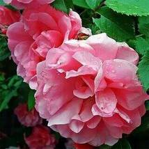 &#39;Qiao San&#39; Big Pink Turbine-like Climbing Rose Plant, 50 seeds  - £8.13 GBP