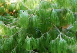 30 seeds Mexican Yellow Weeping Pine Pinus Patula Fast Plant Heirlooms Perfect f - £6.28 GBP