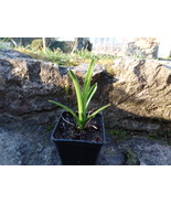 Brocchinia hechtioides, Carnivorous Bromeliad, small plant - £12.58 GBP