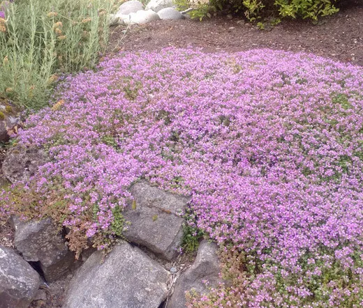 Creeping Thyme Dwarf Ground Cover Thymus Serpyllum 500 Fresh Seeds - £25.56 GBP