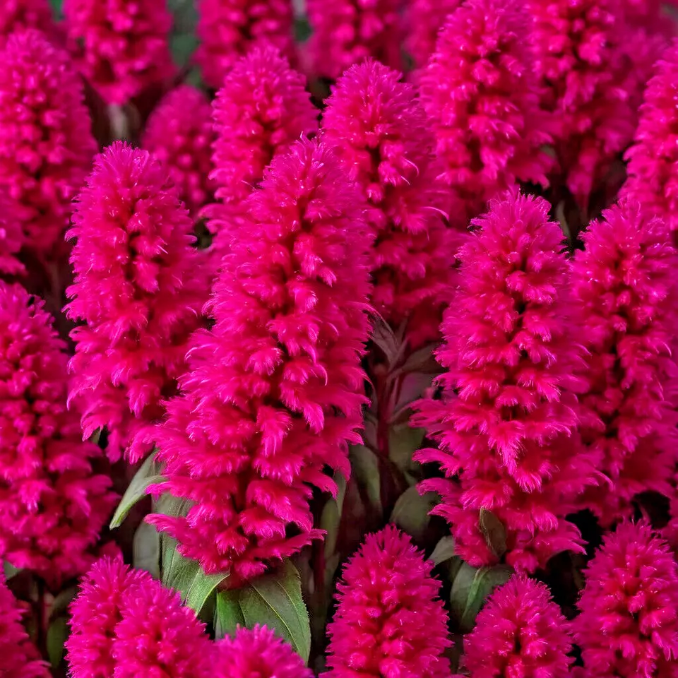 150 Celosia Flowers Seeds Magenta Fire Cockscomb USA Seller - $6.99