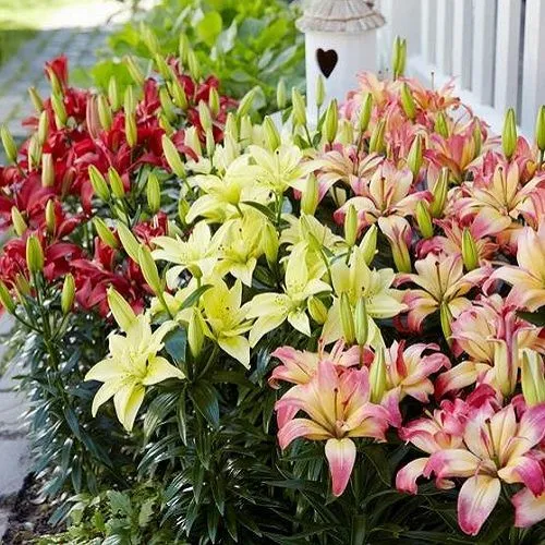 2 Asiatic Lily Bulbs Mixed Bright Colors Summer Bloom Hardy - £20.37 GBP