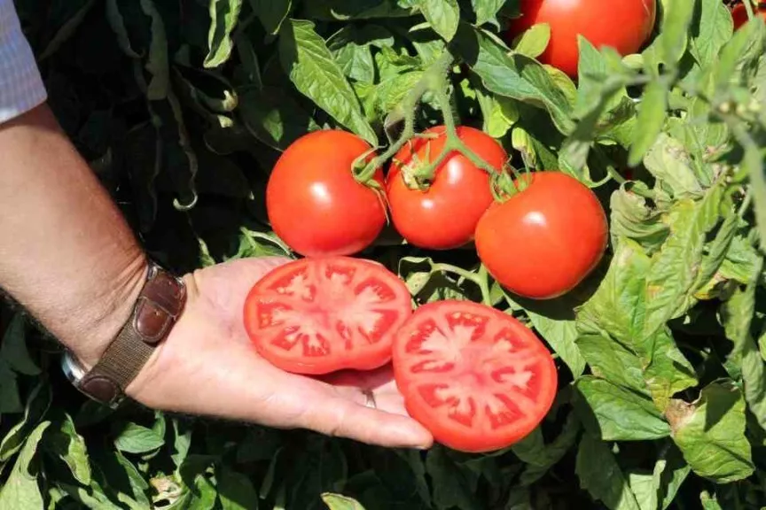 50 Seeds Tonopah Tomato Vegetable Garden - $9.75