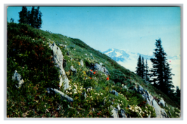 Mountain Flowers near High Divide in Olympic National Park Postcard Unposted - £3.87 GBP