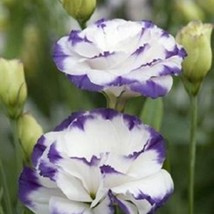 USA SELLER Lisianthus Seeds Super Magic Capri Blue Picotee 50 Pelleted Seeds Cut - £15.23 GBP