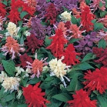 40 Salvia Sizzler Mix Drought Tollerant Perennial Flower Seeds US Seller Fast Sh - $9.84