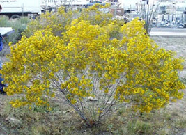 25 Yellow Silver Cassia Silvery Leaf Senna Artemisioides   - $17.00