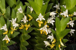 Dendrobium / Eria Aporoides Small Orchid Xxl Mounted - £41.69 GBP