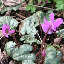 10 Seeds Cyclamen Pseudibericum Fresh Seeds - £19.86 GBP