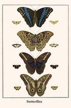 Butterflies by Albertus Seba #2 - Art Print - £17.57 GBP+