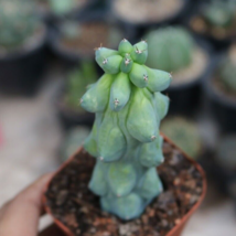 Live Plants Plant-Myrtillocactus geometrizans Fukurokuryuzinboku |Boobie... - £36.16 GBP