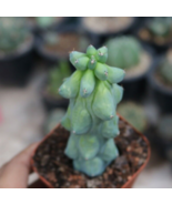 Live Plants Plant-Myrtillocactus geometrizans Fukurokuryuzinboku |Boobie... - £36.22 GBP