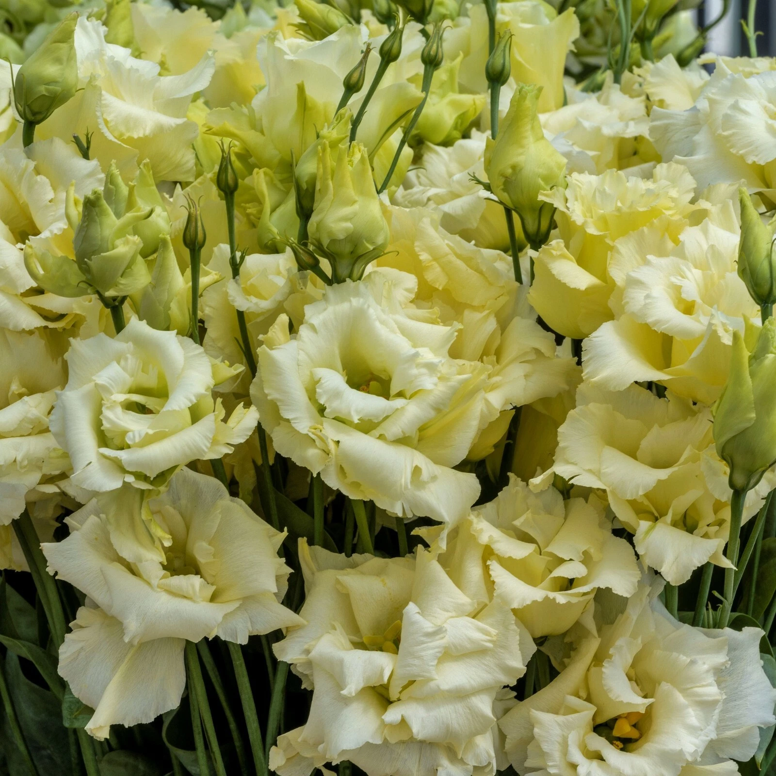 Lisianthus Seeds Rosita #3 Yellow 25 Pelleted Seeds Cut Flower Seeds - $21.61