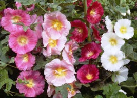 HOLLYHOCK SINGLE MIX 25 FRESH SEEDS FREE SHIPPING - $2.30
