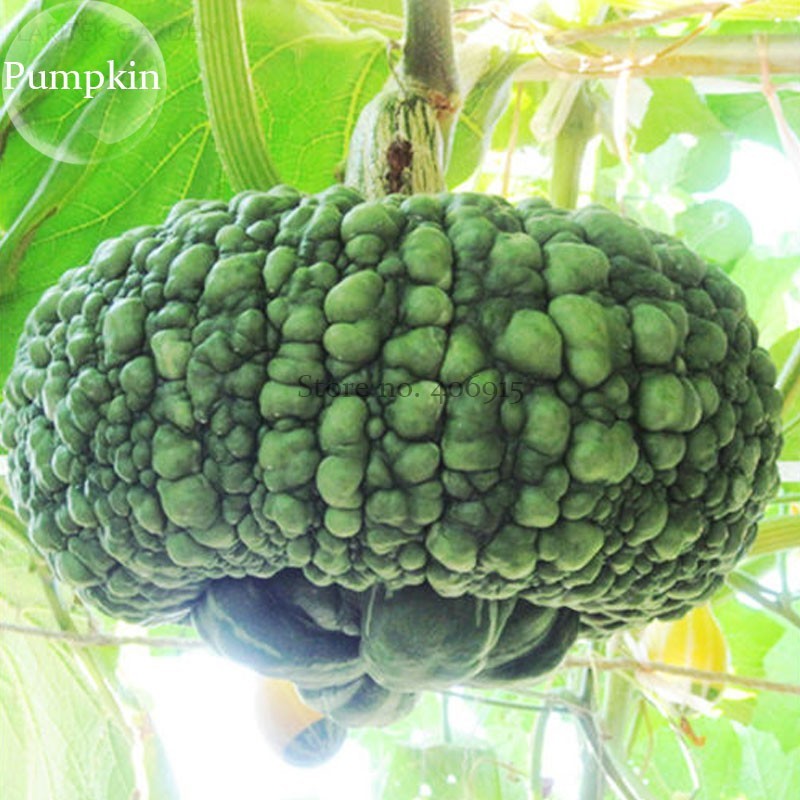 4 Seeds Archaizing Antique Pumpkin Ornamental Edible Vegetables Garden - $2.94