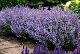 10 Wholesale Perennial Nepeta Early Bird Catmint Plants Flowers Herbs Cottage - £54.95 GBP