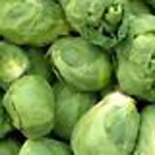 Fresh Seeds Brussel Sprouts Long Island Improved 2000 Seeds - $13.96