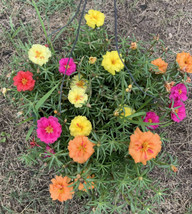 100 Seeds Portulaca Moss Rose Mix Quick Grow Heirloom Seeds Instant Garden Appea - $8.35