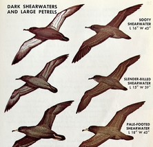 Shearwaters &amp; Petrels Birds Varieties &amp; Types 1966 Color Art Print Natur... - $366.80 MXN