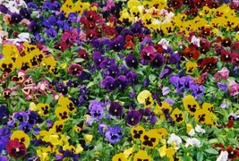 500 Pansy Seeds 680 Mg Swiss Giants Mix Flower Seeds Hardy Annual Garden Fresh U - $12.98