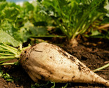 Sugar Beet Seeds White Albino Sucrose Beets Cover Crop Vegetable Seed  - £4.66 GBP