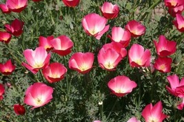 Carmine King California Poppy Seeds 250+ Flower Eschscholzia Californica  - £1.63 GBP
