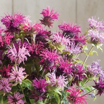 50 Monarda Panorama Mix Bee Balm Seeds Deer Resistant Perennial Flower - £14.35 GBP