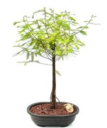 Bald Cypress Bonsai Tree  (taxodium distichum)  - £155.87 GBP