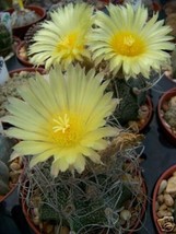 Astrophytum crassispinoides hybrid capricorne yellow rare cactus seed 50... - $13.99