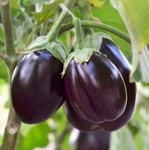 THJAR Eggplant Black Beauty Seeds 25 Vegetable Garden Heirloom NON-GMO - $4.99